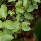 Bikbiäre, Blaubeere oder Heidelbeere, Bilberry, Vaccinium myrtillus
© Dr. Klaus-Werner Kahl