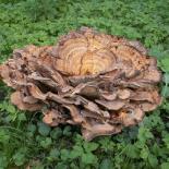 Böckendaud, Riesenporling, Giant Polypore, Meripilus giganteus
© Dr. Klaus-Werner Kahl