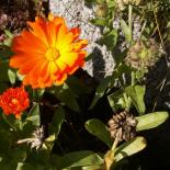 Daudenblome, Ringelblume, Marigold, Calendula officinalis
© Dr. Klaus-Werner Kahl