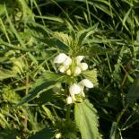 Dauwniedel, Taubnessel, Blind Nettle, Lamium album
© Dr. Klaus-Werner Kahl