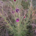 Nikköpkske Dissel, Nickende Distel, Musk Thistle, Carduus nutans
© Dr. Klaus-Werner Kahl