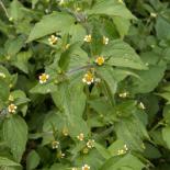 Düwelskruud, Franzosenkraut oder Raues Knopfkraut, Gallant Soldier, Galinsoga parviflora
© Dr. Klaus-Werner Kahl