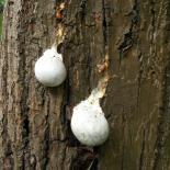 Sliembüül, Stäublings-Schleimpilz, False Puffball, Enteridium lycoperdon
© Dr. Klaus-Werner Kahl