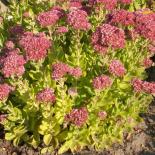 Fetbuuk, Fette Henne, Sedum, Sedum telephium
© Dr. Klaus-Werner Kahl