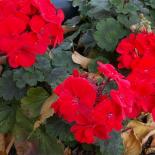 Granie, Geranie, Geranium, Pelargonium  © Dr. Klaus-Werner Kahl